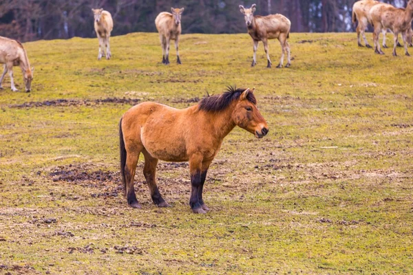 Przewalski horse portrait — Stock Photo, Image