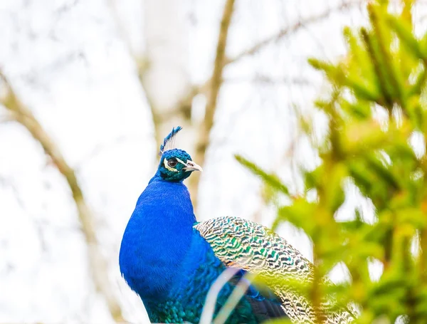 Magnifique portrait de paon — Photo