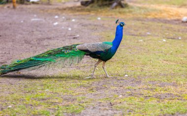güzel tavuskuşu portre