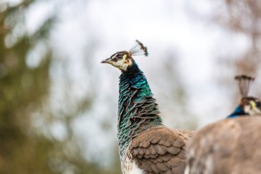 güzel tavuskuşu portre