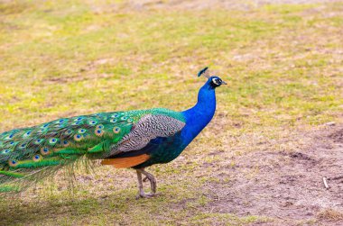 güzel tavuskuşu portre
