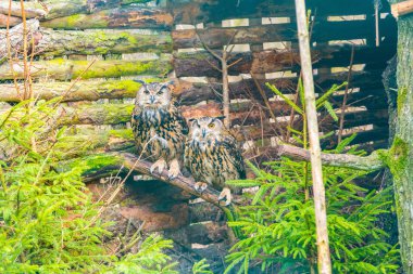 Güzel baykuş çifti Portreler