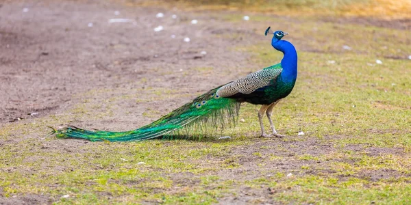 Beautiful peacock portrait — Stock Photo, Image