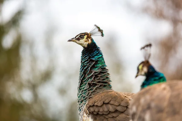 Schönes Pfauenporträt — Stockfoto