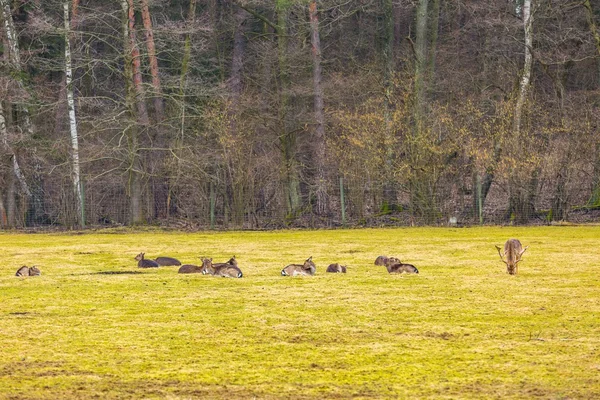 Damwild im Freien — Stockfoto