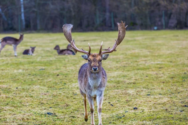 Damwild im Freien — Stockfoto