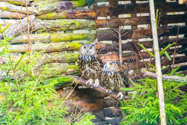 Beautiful owl pair portraits — Stock Photo, Image