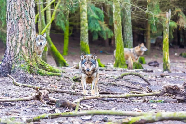 Europese grijze wolf — Stockfoto