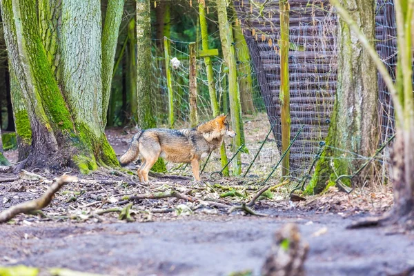 Europese grijze wolf — Stockfoto