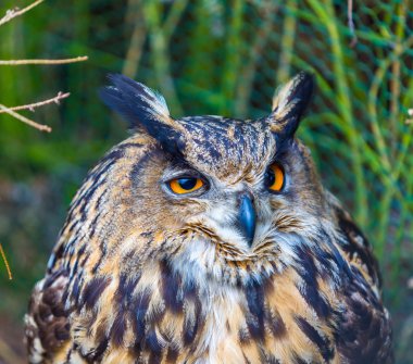 Güzel baykuş portre