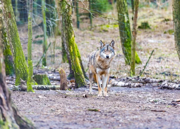 Lobo gris europeo — Foto de Stock