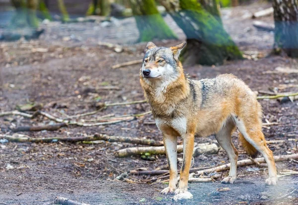Lobo gris europeo — Foto de Stock