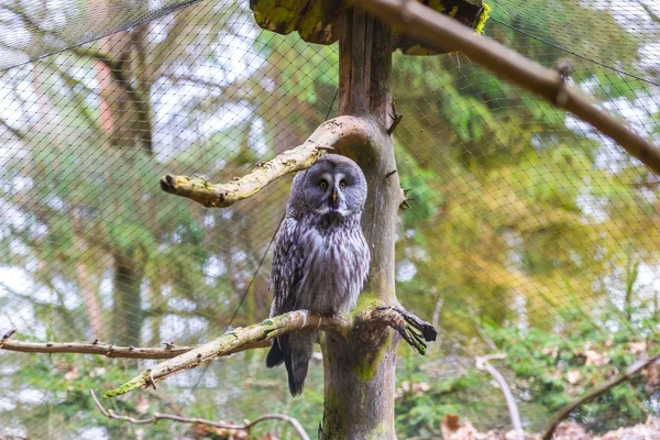 Schönes Eulenporträt — Stockfoto