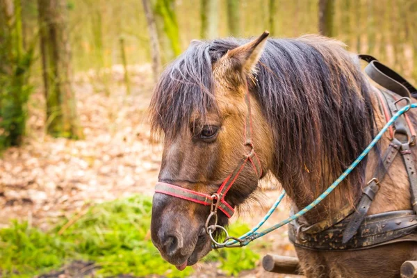 Horse in harness - animal portrait — Stock Photo, Image