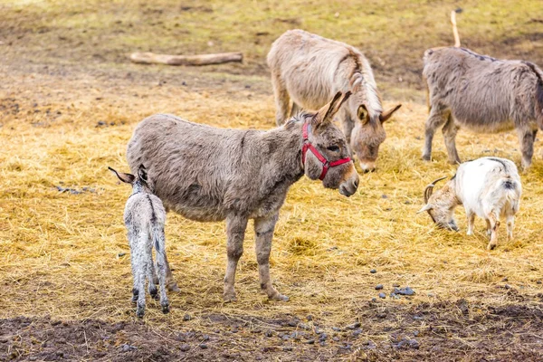 Herd of animals standing on pasture. — Stock Photo, Image