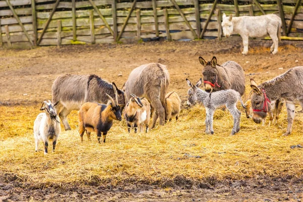 Herde von Tieren steht auf Weide. — Stockfoto
