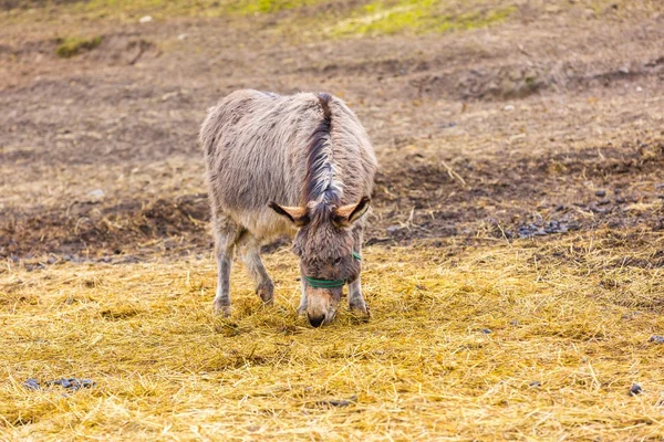 Stádo zvířat na pastvině. — Stock fotografie