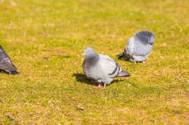 Güvercin Şehir Parkı