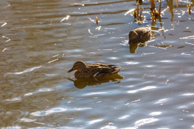 Şehir Parkı içinde fotoğraflandı yeşilbaş ördekler