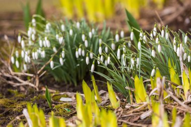Kardelen çiçek çiçeklenme