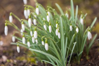 Snowdrops flowers blooming clipart