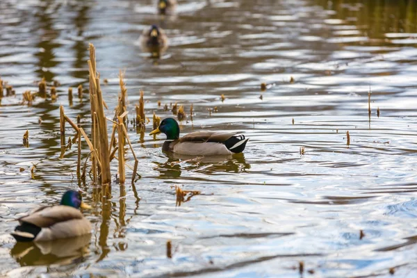 Stockenten im Stadtpark fotografiert — Stockfoto