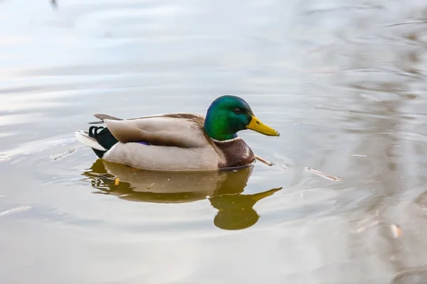 Stockenten im Stadtpark fotografiert — Stockfoto