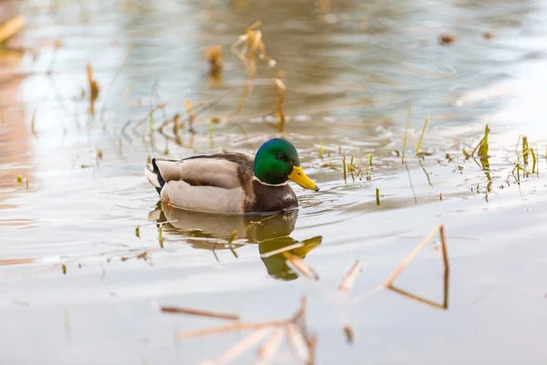 Stockenten im Stadtpark fotografiert — Stockfoto