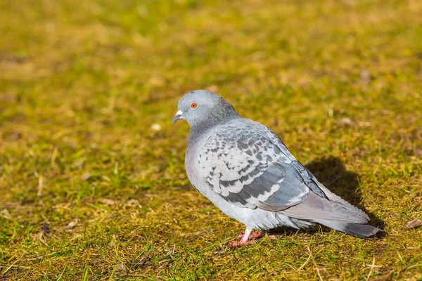 Palomas en parque de la ciudad — Foto de Stock