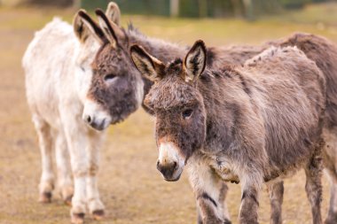Eşek (Equus asinus) 
