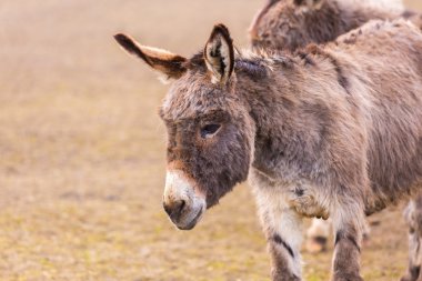 Eşek (Equus asinus) 