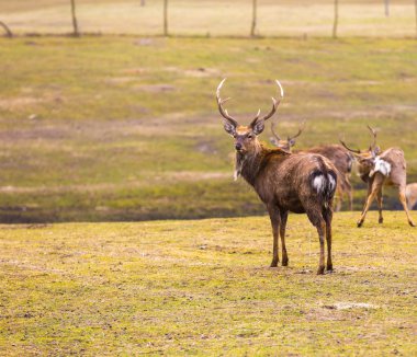 Dybowski geyik (Sika geyiği) 