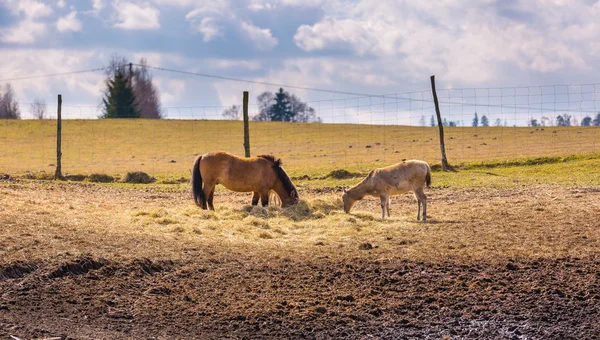 Koń Przewalskiego i Dawida jelenia — Zdjęcie stockowe