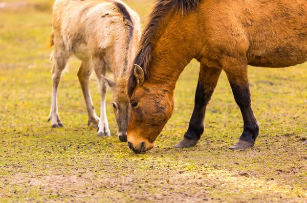 Πορτραίτο (Equus przewalski) άλογο Przewalski — Φωτογραφία Αρχείου