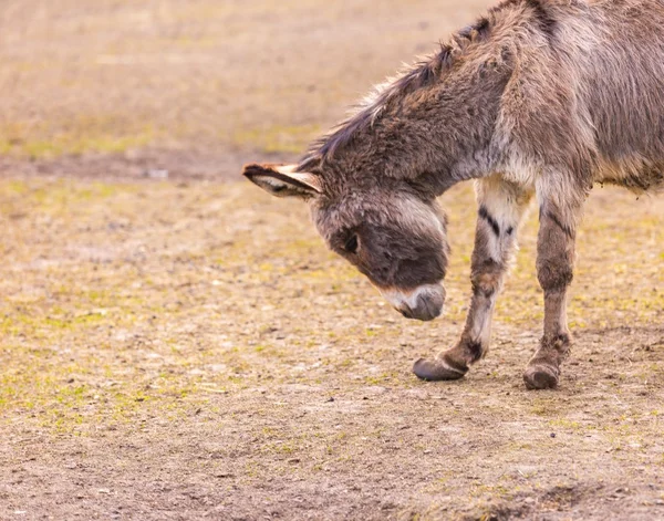 Osioł (Equus asinus) — Zdjęcie stockowe