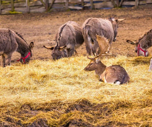 Donkey and fallow-deer group — Stock Photo, Image