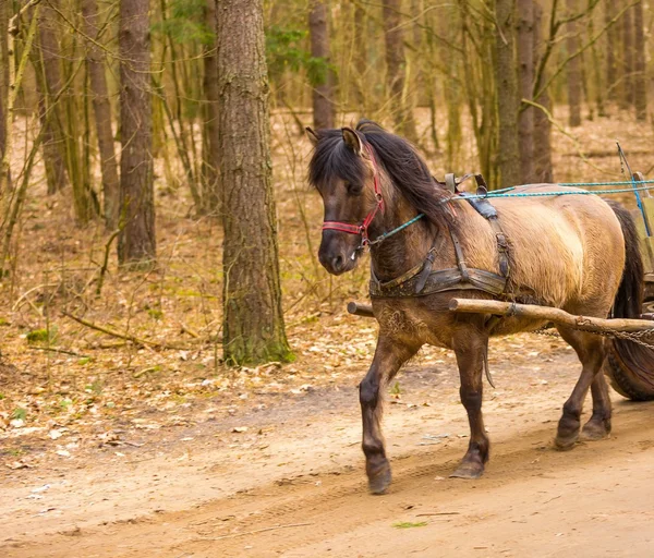 Brown horse in harness — Stock Photo, Image