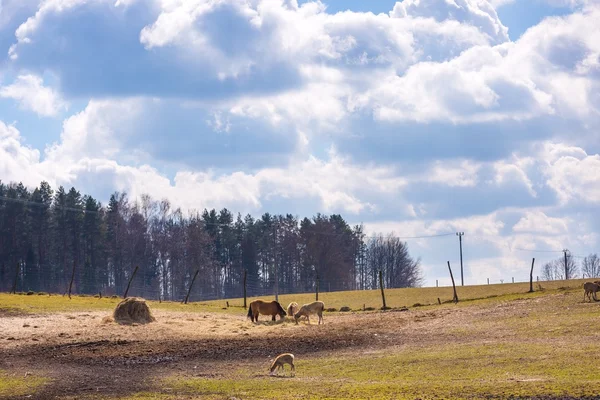 Chiński jelenia - David's Deer — Zdjęcie stockowe