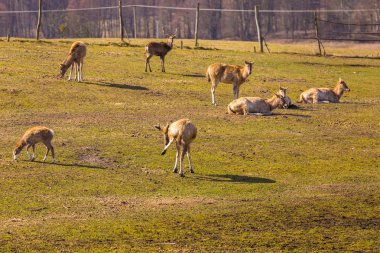 Çin geyik - David'ın geyik