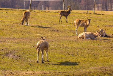 Çin geyik - David'ın geyik