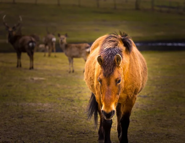 Πορτραίτο (Equus przewalski) άλογο Przewalski — Φωτογραφία Αρχείου