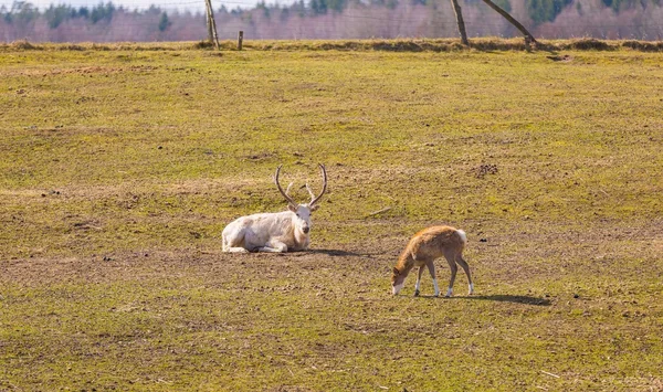 Chiński jelenia - David's Deer — Zdjęcie stockowe