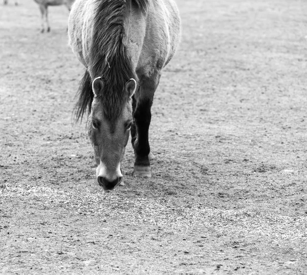 Retrato do cavalo Przewalski (Equus przewalski) — Fotografia de Stock