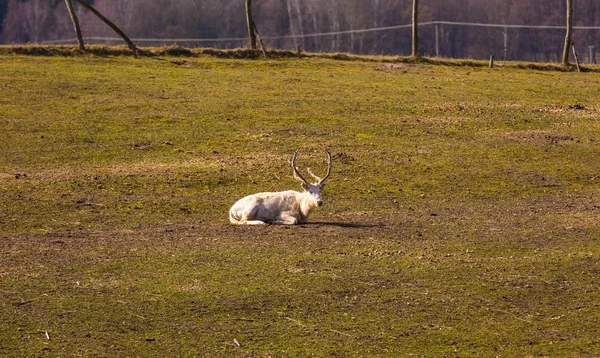 Chiński jelenia - David's Deer — Zdjęcie stockowe