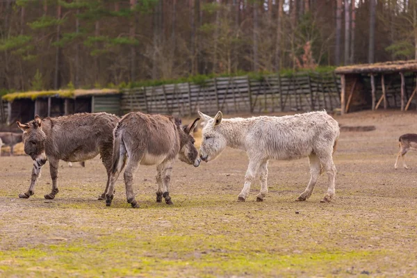 Burro (Equus asinus ) — Foto de Stock