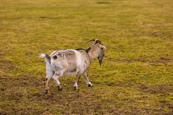 Malé kozy, fotografoval ve zvířecí park — Stock fotografie