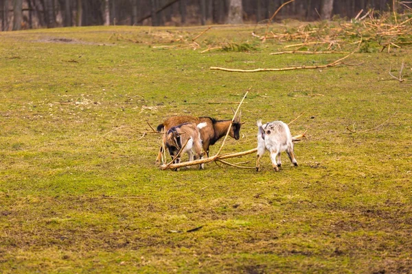 Malutki koza sfotografowana w parku — Zdjęcie stockowe