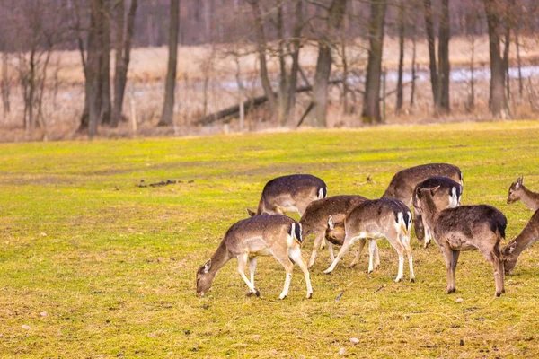 휴 경지 deers 무리 — 스톡 사진