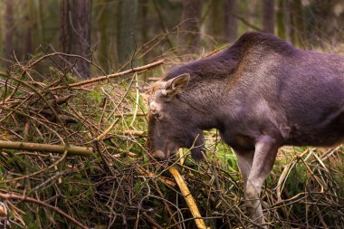 Geyik portre, hayvan yüz.