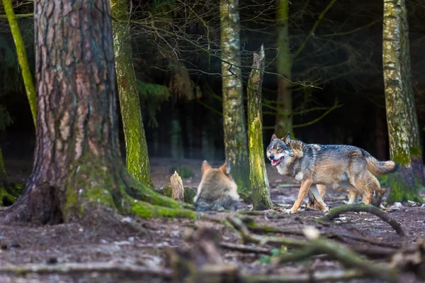 Grijze wolf in bos — Stockfoto